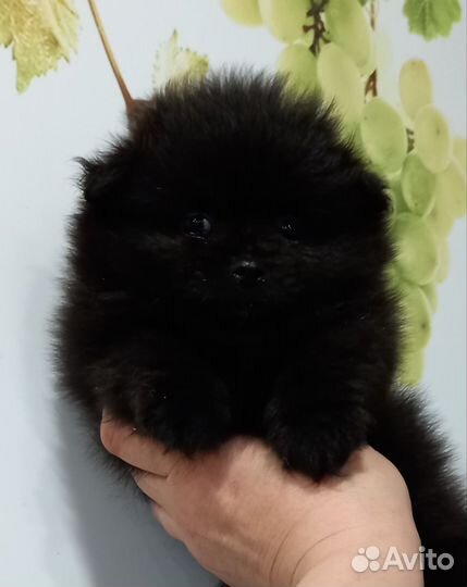 Щенки шпица