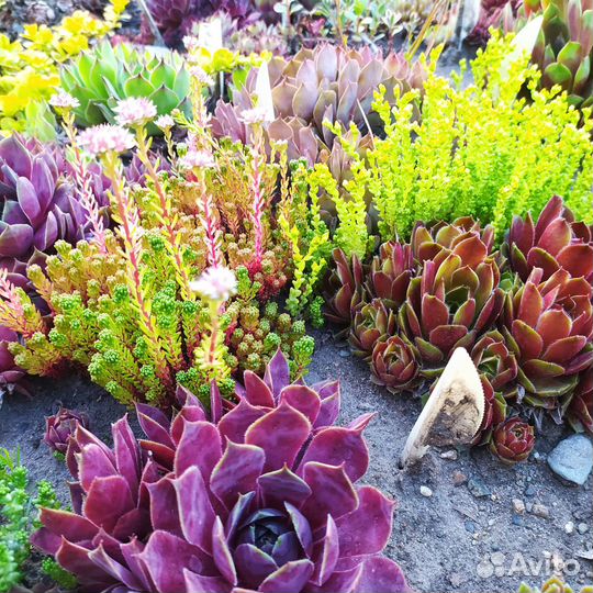 Семпервивум молодило