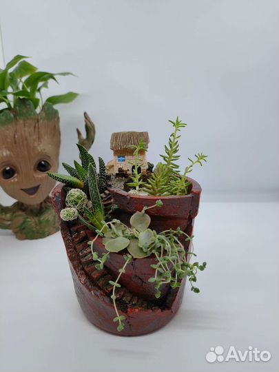 Живой зимний мини сад