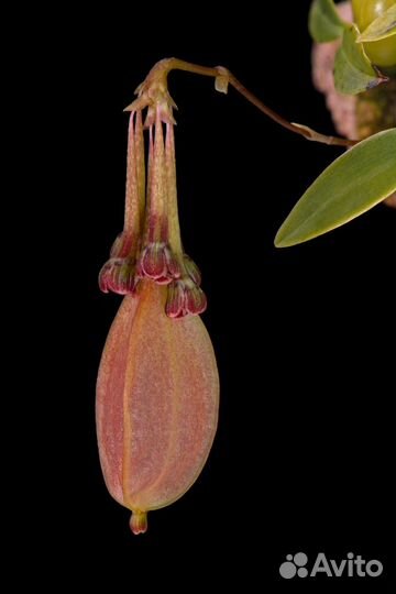 Микро орхидея Bulbophyllum physometrum