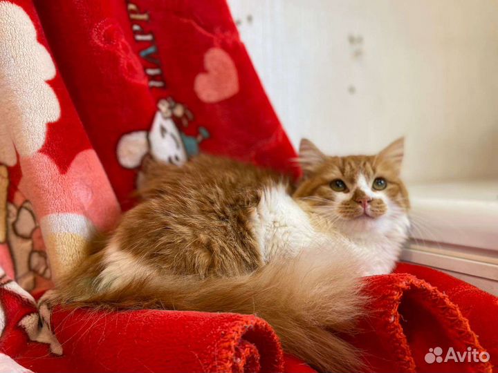 Шикарный Матвей в добрые руки