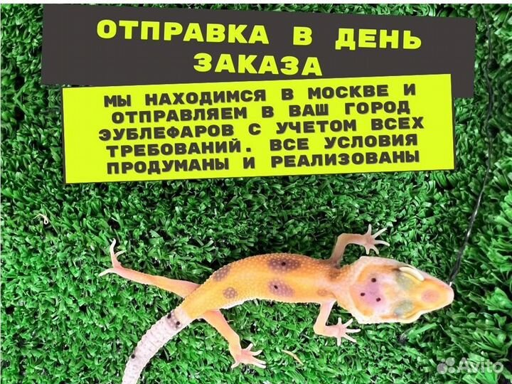 Эублефар Геккон