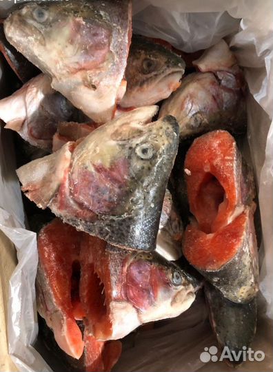 Головы форели замороженные