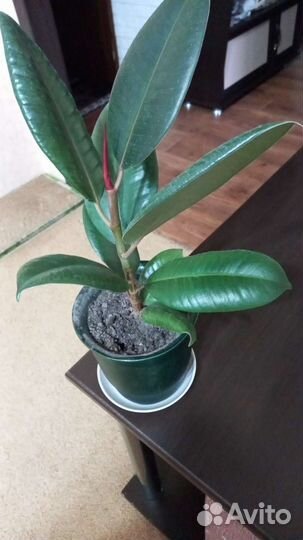 Фикус, замиокулькас