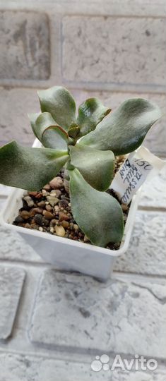 Суккуленты