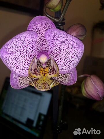 Орхидея фаленопсис Манхеттен