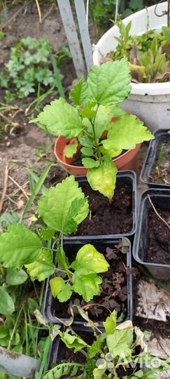 Растения для сада