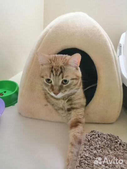 Гостиница для животных / Передержка кошек