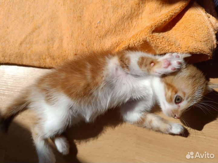 Котята в добрые руки, мальчики