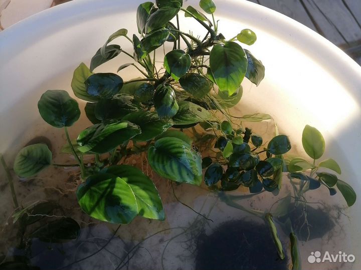 Аквариумные растения анубиас