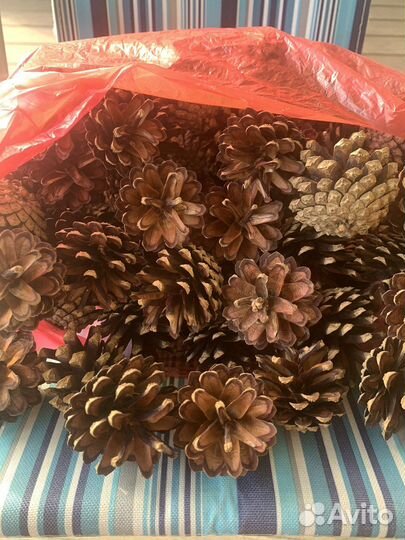 Шишки сосновые