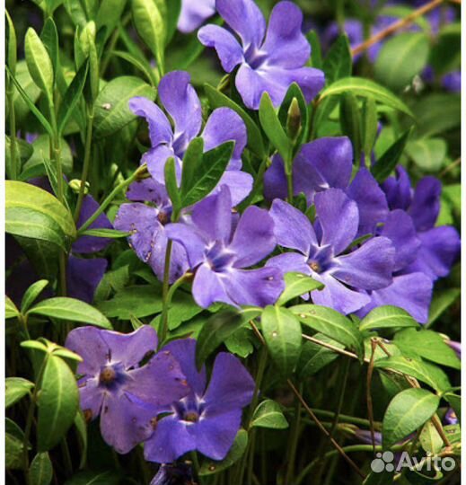 Золотой шар, Барвинок малый