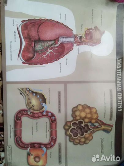 Плакаты учебные, формата А1-А