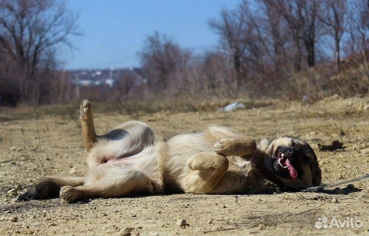 Собака Эшли