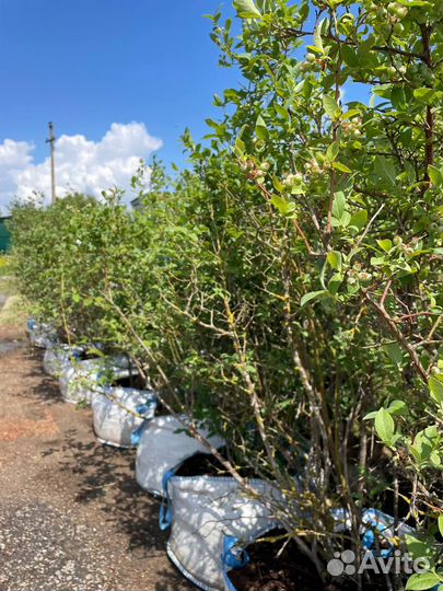 Живая изгородь из голубики