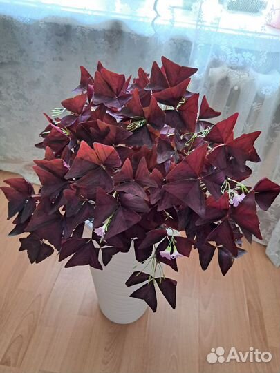 Кислица оксалис