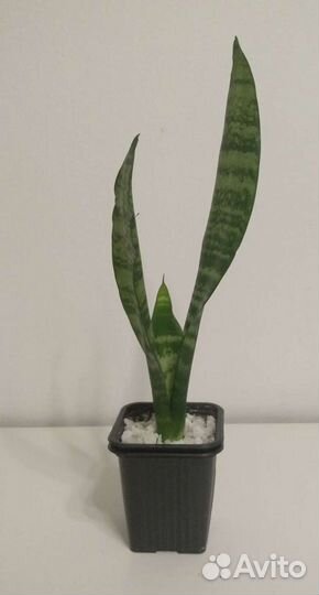 Сансевиерия