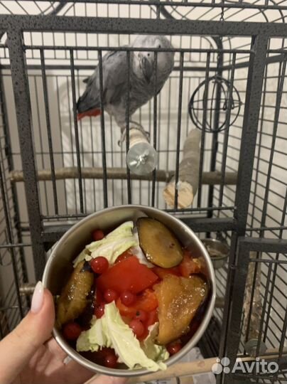Передержка попугаев