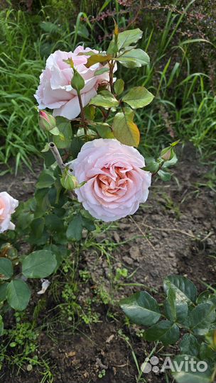 Розы садовые