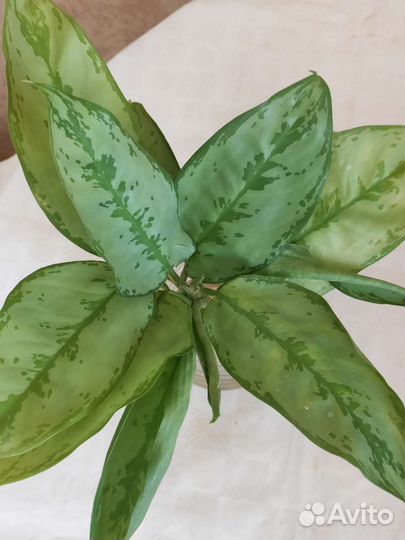 Аглонемы детки