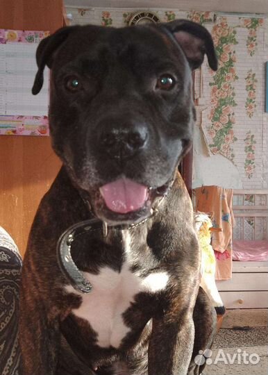 Американский питбультерьер щенки