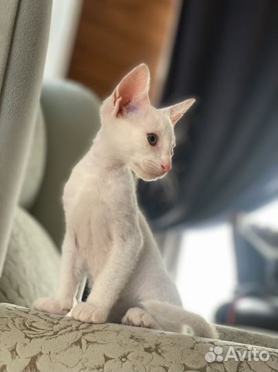 Кошка питерболд