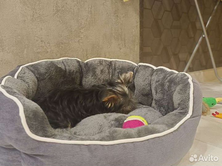 Обувь для маленьких собак