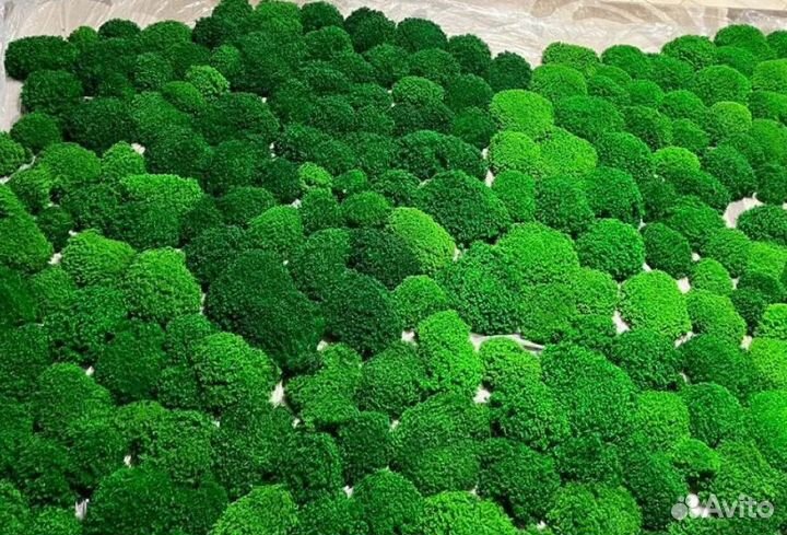 Насыщенный стабилизированный мох от производителя