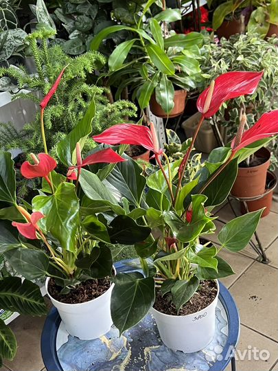 Антуриум большой выбор