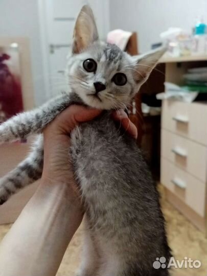 Британская