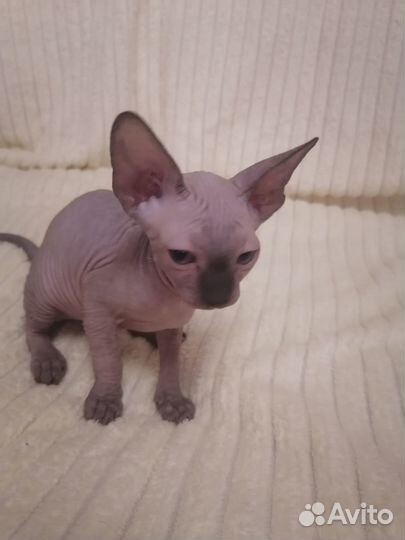 Продам котят Канадских сфинксов