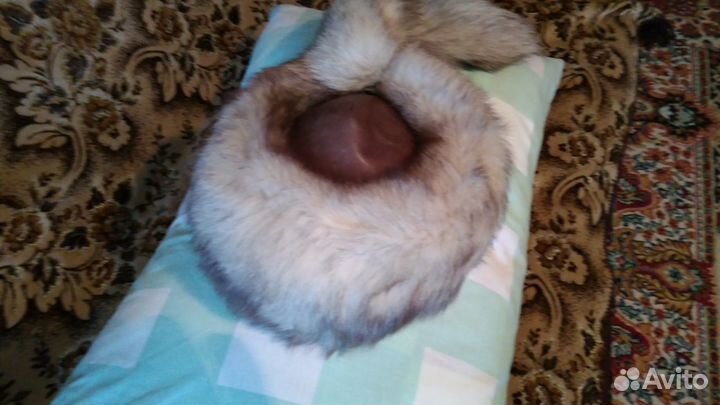 Шапка из песца с хвостом (новая)