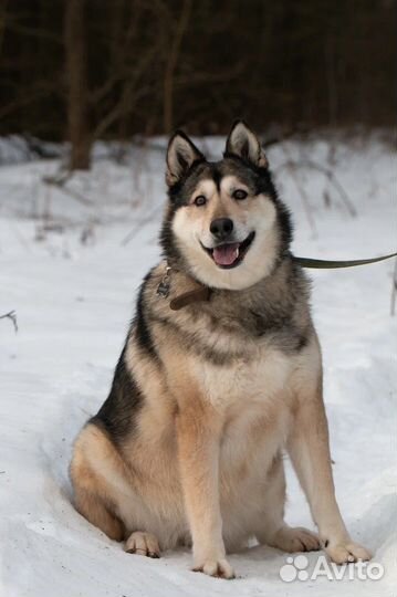 Метис Лайки в добрые руки, Ребекка