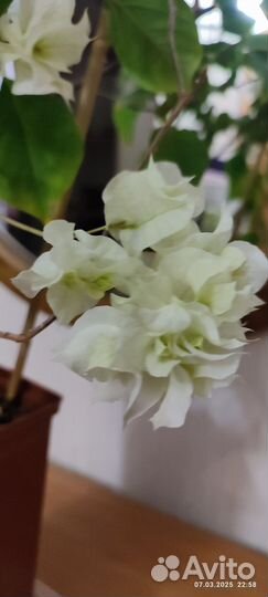 Бугенвиллии взрослые