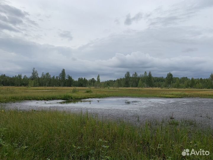 Мох сфангтум