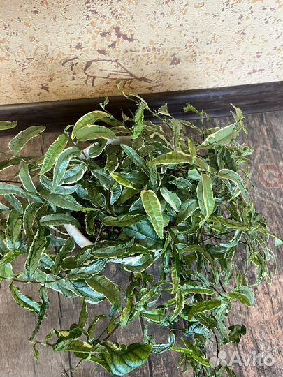 Фикус сагитата мутабилис