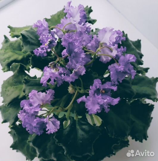 Фиалки на бутонах в горшке