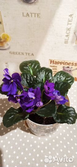 Фиалки цветущие в горшке