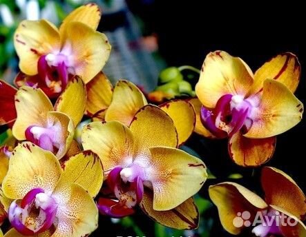 Орхидея фаленопсис