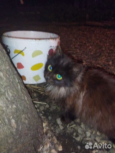 Дворовая кошка