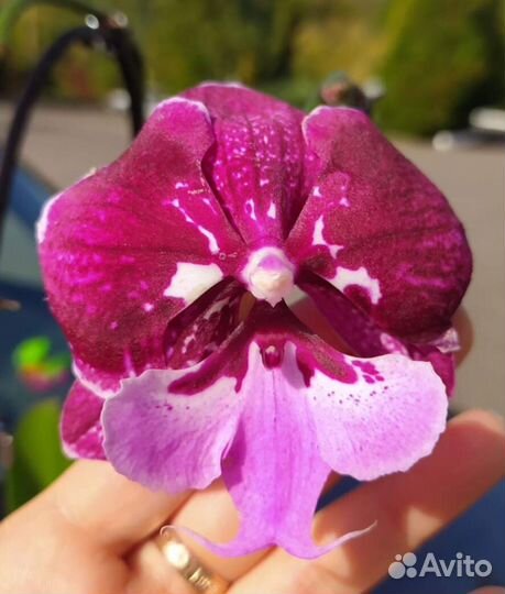 Орхидея биг лип хот кисс