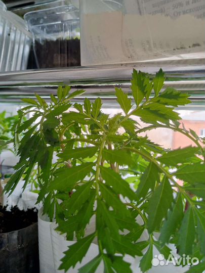 Бархатцы, астры рассада