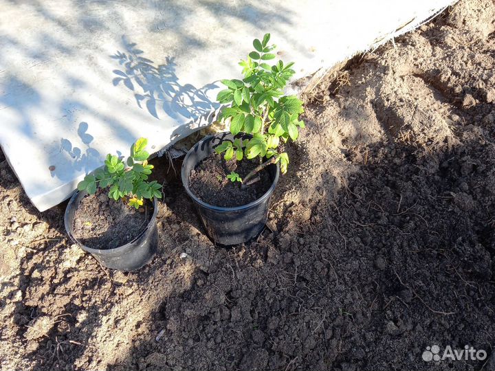 Махровый шиповник или роза рогоза