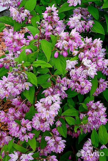 Дейция белая и розовая для любимого сада