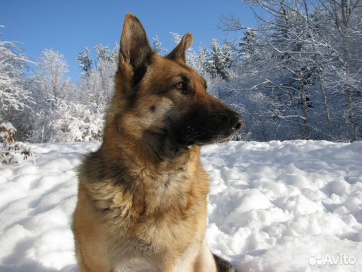 Отличные рыжие и чепрачные немецкие овчарки -щенки