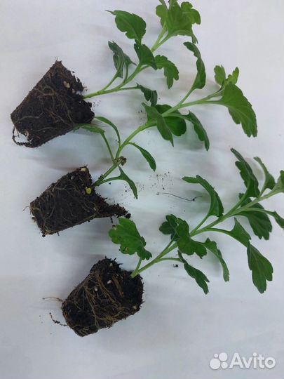 Хризантемы мультифлора