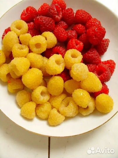 Мед акация 2023