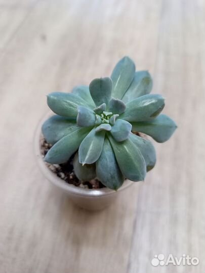 Суккуленты 1