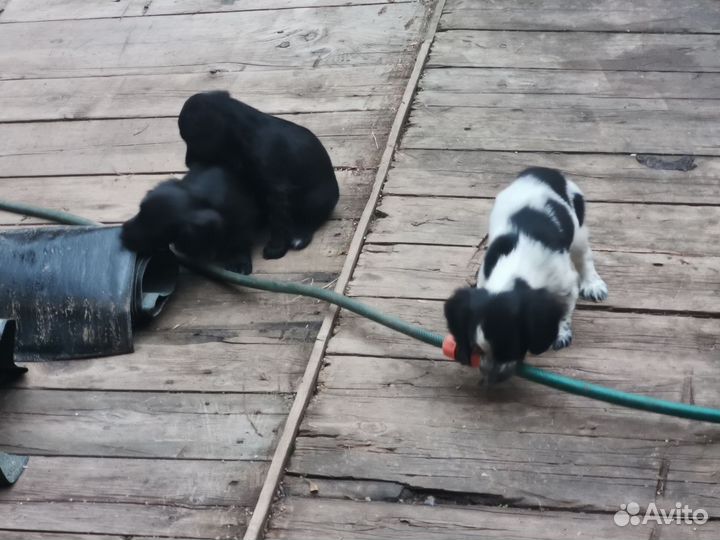 Русский спаниель щенки