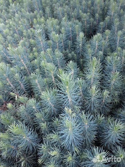 Сеенцы Ель голубая глаука